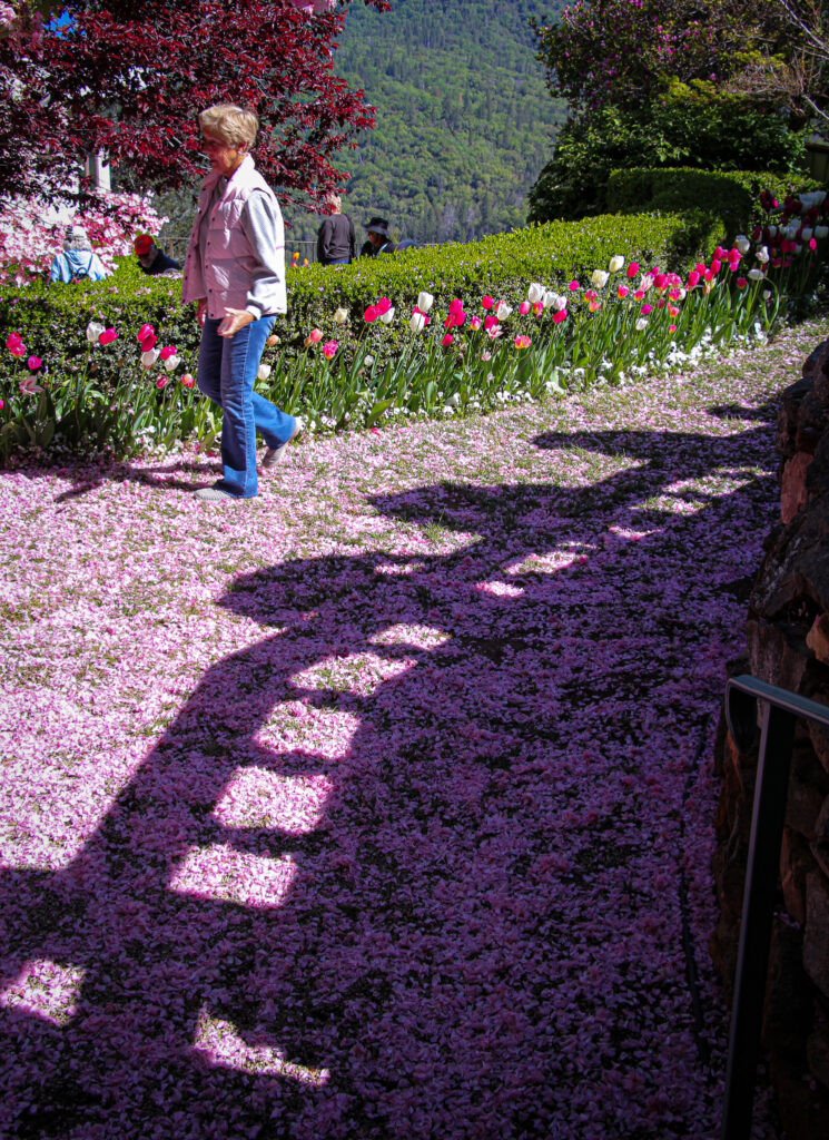Walking Through The Flower Covered Paths